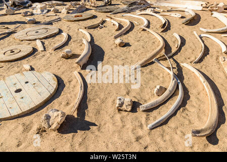 Sammlung von walknochen an der Skelettküste, Namibia. Der Küste erhielt seinen Namen aufgrund der Anzahl von Whale Skelette nach kommerziellen Walfang im 19. Jahrhundert. Stockfoto