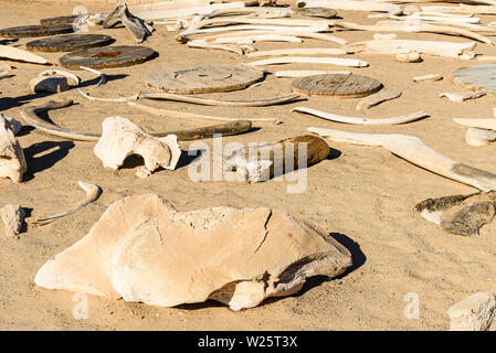 Sammlung von walknochen an der Skelettküste, Namibia. Der Küste erhielt seinen Namen aufgrund der Anzahl von Whale Skelette nach kommerziellen Walfang im 19. Jahrhundert. Stockfoto