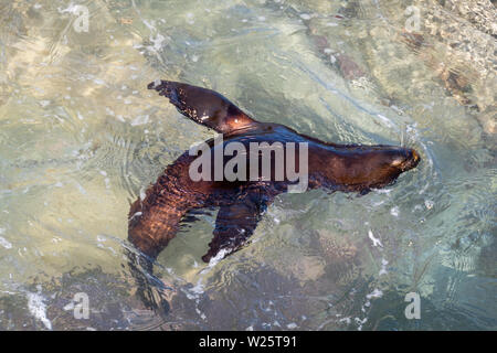 Baby New Zealand fur Seal Rock schwimmen im Pool, White Rock, Wairarapa, North Island, Neuseeland Stockfoto