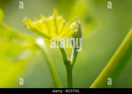 Junge Rebsorten neues Wachstum, eine Knospe auf einem Zweig in morgen Frühling Sonne. Stockfoto
