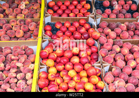 Pfirsiche und Nektarinen für Verkauf auf dem Markt Stockfoto