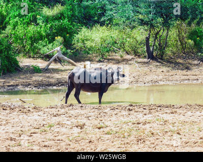 Büffel in Feld in der Nähe der See, Ansicht von Yala National Park Sri Lanka berühmtesten Wild Life Park Stockfoto