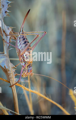 Ephippiger ephippiger. Weibliche Zikade in ihrer natürlichen Umgebung fotografiert. Stockfoto