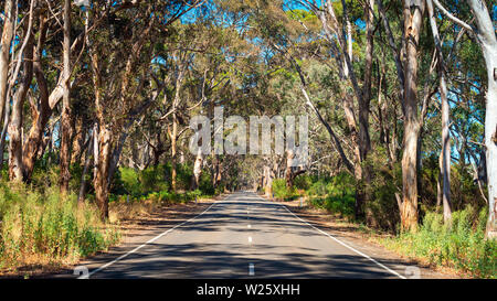 Straße unter Eukalyptusbäumen auf Kangaroo Island, Südaustralien Stockfoto