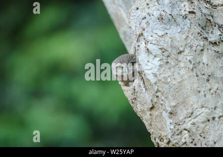 Gefleckte owlet (Athene brama) in der Natur, Thailand Stockfoto