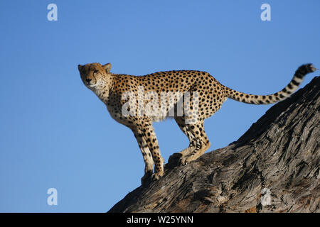 Cheetah stehen im Baum bereit zu springen Stockfoto