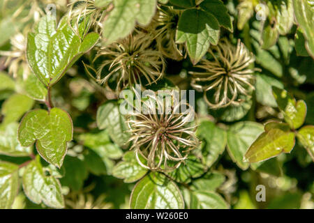 Nahaufnahme einer Clematis chrysocoma in der Historischer Garten Aalsmeer, Noord-Holland, Niederlande. Stockfoto