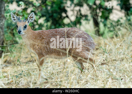 Ein sharpes grysbok Ram, Raphicerus sharpei, zwischen Gras Stockfoto