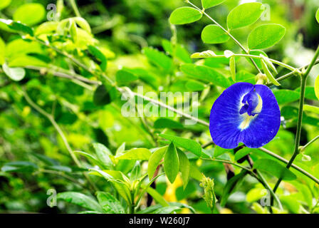 Purple pea Blumen, die blühen nach dem Regen ein erfrischendes Gefühl. Darüber hinaus kann es als Tee Farbstoff Gewebe hergestellt werden. Stockfoto