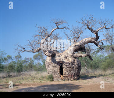 Western Australia. West Kimberley. Prison Boab Baum außerhalb Derby. Groß genug, um zwölf Gefangene zu halten. Stockfoto