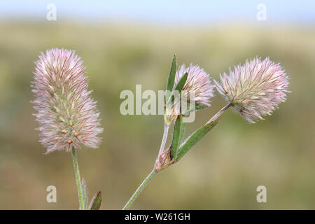 Hare-Fuß-Klee Trifolium arvense Stockfoto