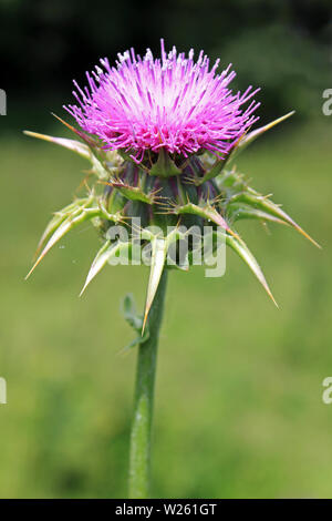 Mariendistel (Silybum marianum) syn Carduus marianus Stockfoto