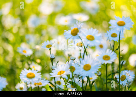 Blüten der Gänseblümchen im Garten in sonniger Tag, Hintergrund. Weiß Kamille Feld. Stockfoto