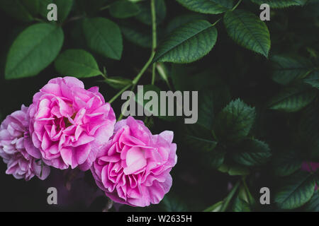 Charles Rennie Mackintosh Rose auf dunkelgrünem verschwommenem Hintergrund. Blumenstrauch im Garten mit grünen Blättern Stockfoto
