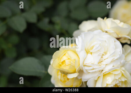 Ein Bündel von gelben und weißen Rosen auf einem grünen Zweig mit Blättern im Garten. Sommer floralen Hintergrund Stockfoto