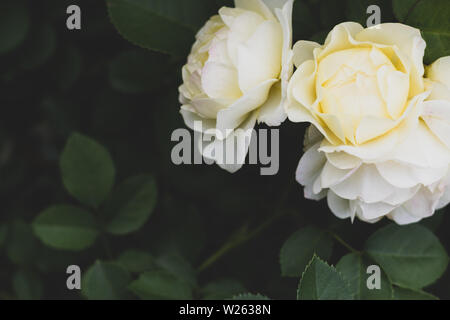 Flower Power, weiße und gelbe Uetersener Kloster Rose mit dunkelgrünem Laub mit Kopierraum Stockfoto