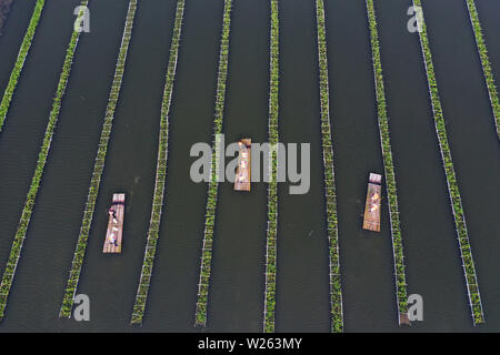 China, 6. Juli 2019. (190706) - YANGZHOU, Juli 6, 2019 (Xinhua) - Luftaufnahme auf Juli 6, 2019 zeigt Touristen unter Bambusflöße auf dem Wasser bei Meigui aquatische Botanischen Garten in Tuanzhuang Dorf Baoying County von Yangzhou, im Osten der chinesischen Provinz Jiangsu. Tuanzhuang Dorf wurde seine gute Wasser- und aquatische Umwelt lokalen Tourismus und ländliche Revitalisierung zu entwickeln. (Foto von Shen Dongbing/Xinhua) Stockfoto