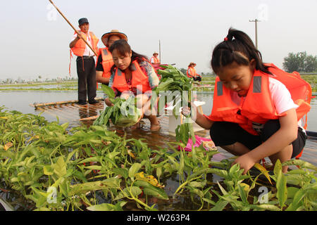 China, 6. Juli 2019. (190706) - YANGZHOU, Juli 6, 2019 (Xinhua) - Touristen aus Kräutern auf das Wasser bei Meigui aquatische Botanischen Garten in Tuanzhuang Dorf Baoying County von Yangzhou, der ostchinesischen Provinz Jiangsu, Juli 6, 2019. Tuanzhuang Dorf wurde seine gute Wasser- und aquatische Umwelt lokalen Tourismus und ländliche Revitalisierung zu entwickeln. (Foto von Shen Dongbing/Xinhua) Stockfoto