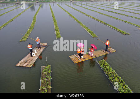 China, 6. Juli 2019. (190706) - YANGZHOU, Juli 6, 2019 (Xinhua) - Luftaufnahme auf Juli 6, 2019 zeigt Touristen unter Bambusflöße auf dem Wasser bei Meigui aquatische Botanischen Garten in Tuanzhuang Dorf Baoying County von Yangzhou, im Osten der chinesischen Provinz Jiangsu. Tuanzhuang Dorf wurde seine gute Wasser- und aquatische Umwelt lokalen Tourismus und ländliche Revitalisierung zu entwickeln. (Foto von Shen Dongbing/Xinhua) Stockfoto