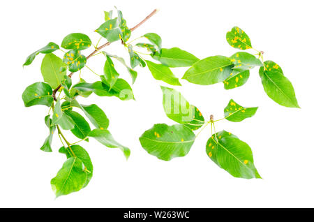 Rost auf Birne Blätter, Früchte Pflanzenkrankheiten. Stockfoto