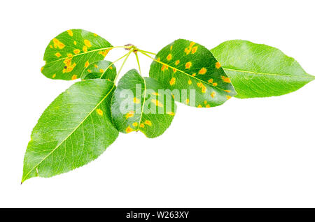 Rost auf Birne Blätter, Früchte Pflanzenkrankheiten. Stockfoto