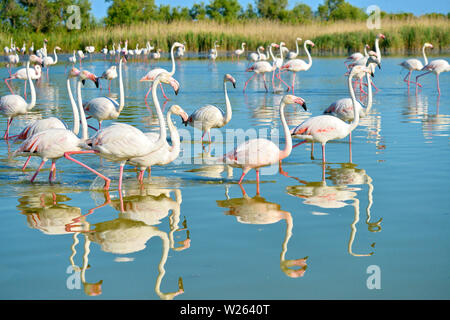 Gruppe von Flamingos (Phoenicopterus ruber) zu Fuß im Wasser mit großen Reflexion, in der Camargue ist ein natürlicher Region südlich von Arles, Frankreich Stockfoto