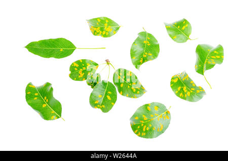 Rost auf Birne Blätter, Früchte Pflanzenkrankheiten. Stockfoto