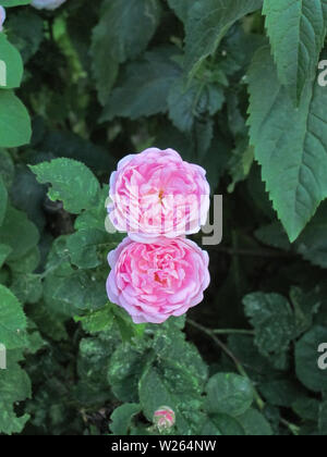 Zwei rosa Rosen und grünen Blättern Stockfoto