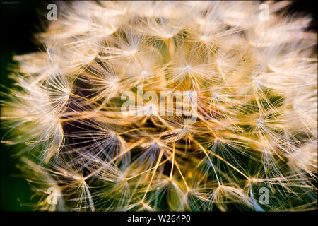 Blumen Löwenzahn Schlag bmotion felling Blüte in der Blüte Hintergrund und Wallpaper in Top hochwertige Drucke Stockfoto