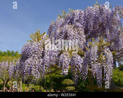 Blue Wisteria sinensis Blumen im Garten Stockfoto