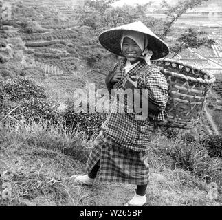 [1900s Japan - Fröhliche Japanische Tee Picker] - ein Lächeln Kaffee Picker mit einem Korb auf ihre Schultern und trägt einen sugegasa konische Hut, irgendwo in der Präfektur Shizuoka. 20. Jahrhundert vintage Glas schieben. Stockfoto