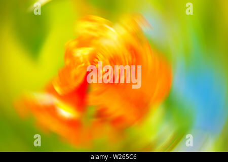 Nahaufnahme natur Blick auf grünes Blatt auf verschwommenes grün Hintergrund im Garten mit Kopie Raum mittels als Hintergrund für die natürlichen, grünen Pflanzen, Landschaft, Ökologie Stockfoto