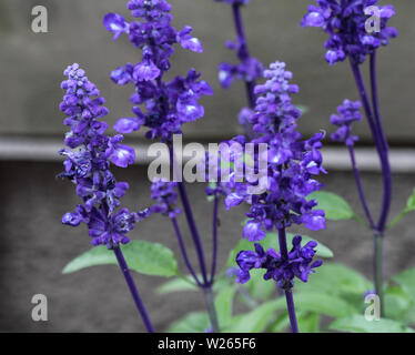 Mealycup sage oder mehlig Salbei (Salvia farinacea) Stockfoto