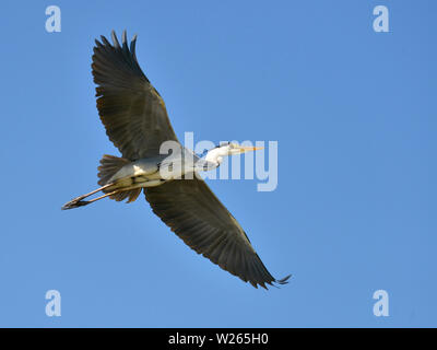 Graureiher (Ardea cinerea) im Flug von unten auf tke blauen Hintergrund gesehen, in der Camargue ist ein natürlicher Region südlich von Arles, Frankreich Stockfoto