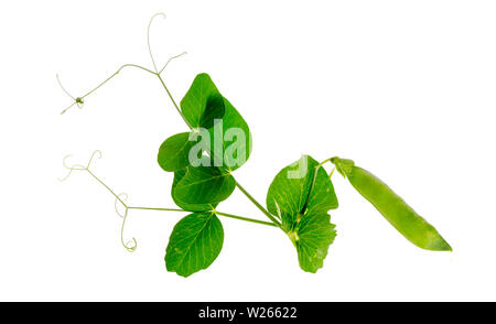 Junger Trieb und Pod von grüne Erbsen auf weißem Hintergrund. Stockfoto