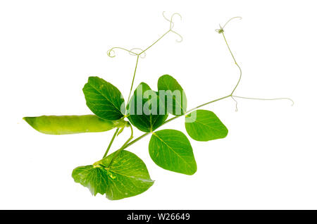 Junger Trieb und Pod von grüne Erbsen auf weißem Hintergrund. Stockfoto