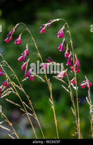 Dierama Merlin, Engel, Angelruten, wandflower in Devon Garten wachsen. Stockfoto