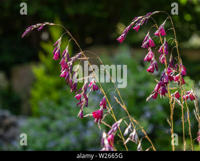 Dierama Merlin, Engel, Angelruten, wandflower in Devon Garten wachsen. Stockfoto