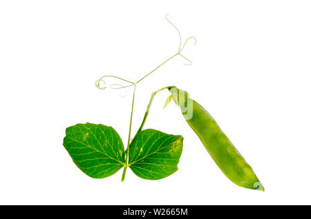 Junger Trieb und Pod von grüne Erbsen auf weißem Hintergrund. Stockfoto