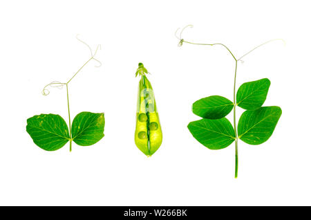 Junger Trieb und Pod von grüne Erbsen auf weißem Hintergrund. Stockfoto