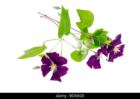 Zweig der violetten Clematis mit grünen Blättern auf weißem Hintergrund. Stockfoto