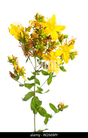 Heilung/Heilpflanzen: Johanniskraut (Hypericum perforatum) auf weißem Hintergrund Stockfoto