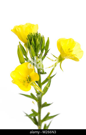 Heilung/Heilpflanzen: Gewöhnliche Nachtkerze (Oenothera biennis) isoliert auf weißem Hintergrund Stockfoto