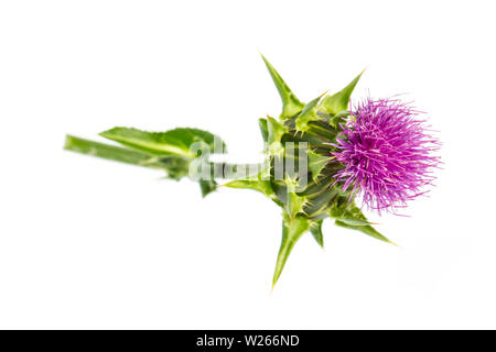 Heilung/Heilpflanzen: Mariendistel (Silybum marianum) - liegen auf einem weißen Hintergrund Stockfoto