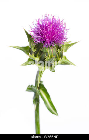 Heilung/Heilpflanzen: Mariendistel (Silybum marianum) Blüte auf weißem Hintergrund Stockfoto