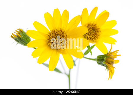 Heilung/Heilpflanzen: Arnika (Arnica montana) Blumen im Detail Stockfoto