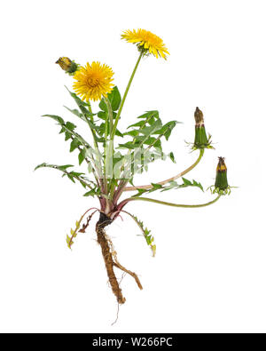 Heilung/Heilpflanzen: Löwenzahn (Taraxacum officinale) - ganze Pflanze auf weißem Hintergrund Stockfoto