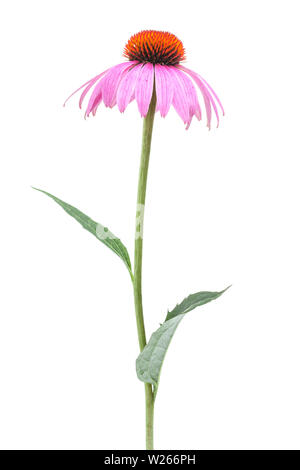 Heilung/Heilpflanzen: Coneflower (Echinacea purpurea) - einzelne Pflanze isoliert auf weißem Hintergrund Stockfoto