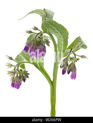 Heilung/Heilpflanzen: beinwell (Symphytum officinale L.) Detail vor einem weißen Hintergrund Stockfoto