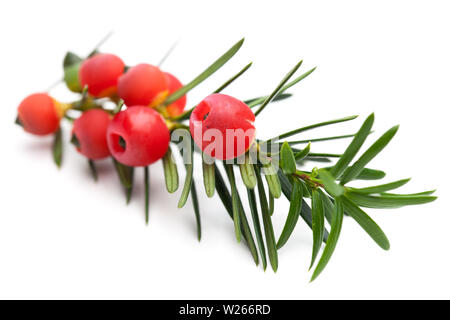 Heilung/Heilpflanzen: Heilende Pflanzen: Filiale einer Eibe (Taxus Whipplei) mit Beeren Stockfoto